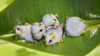 How Tent-Making Bats Adapted to Build Leafy Homes