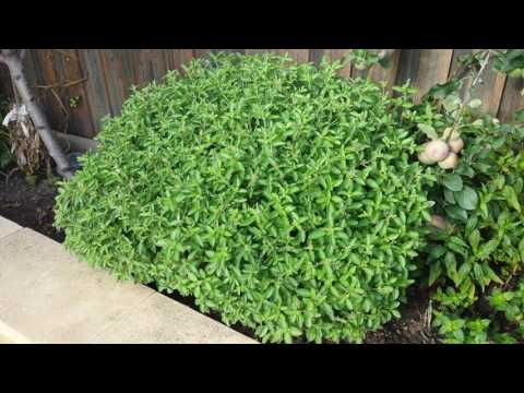 Grow  thai basil big size or how to trim it so it grows big.