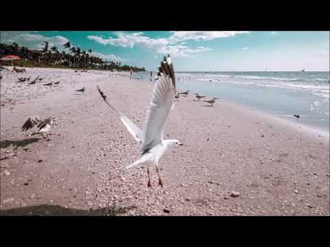 Seagull Beach Sound Effect | Free Sound Clips | Animal Sounds