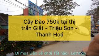 preview picture of video '[ Phiên Chợ Ngày Cuối Năm ] Cây Đào đẹp nhất thị trấn Giắt - Triệu Sơn - Thanh Hoá . 29/12/2018'