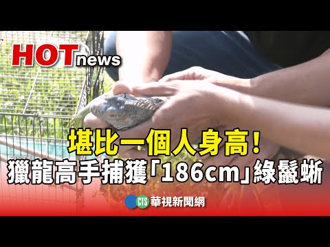 堪比一個人身高！　屏東獵龍高手捕獲「186cm」綠鬣蜥