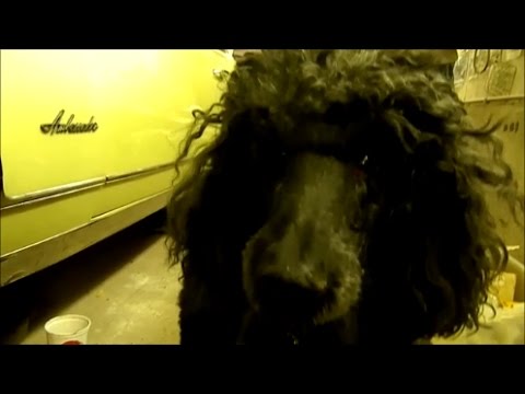 "Will it Run?" Special: 1967 AMC Ambassador DPL! Week 2...