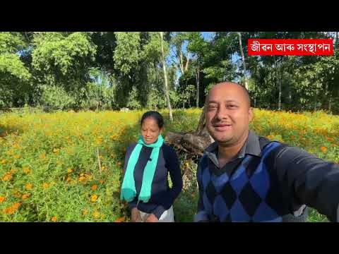 নাৰ্জী ফুলৰ খেতি॥Narzi flower cultivation tinsukia II