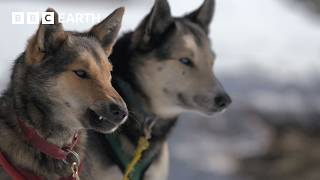 Learning to Lead a Pack of Sled Dogs | Snow Dogs: Into the Wild | BBC Earth