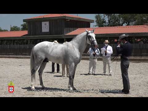 210717 15 Levante da Broa - Aprovação de Garanhões