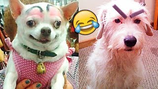 Я РЖАЛ ПОЛ ЧАСА | Приколы с Животными 2019 | Смешные Коты и Собаки