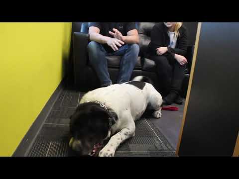 Leo, an adopted Labrador Retriever & Great Pyrenees Mix in Cedar Rapids, IA_image-1