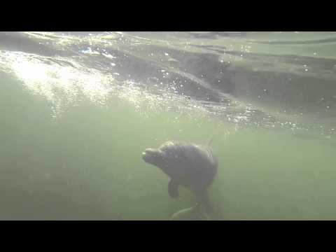 Swimming with Dolphins - Key Largo, Florida, USA