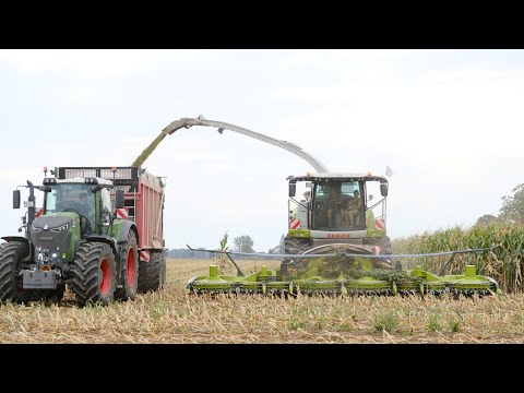 Claas Jaguar 970 Maisfieber 2023