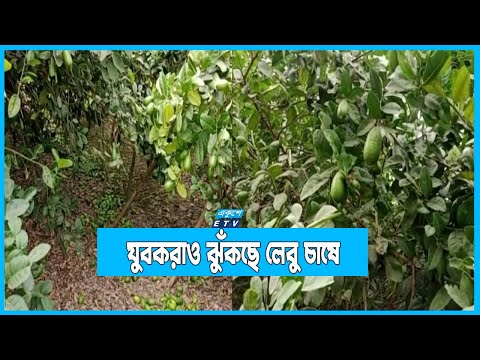 পাহাড়ী অঞ্চলে বাড়ছে লেবু চাষ