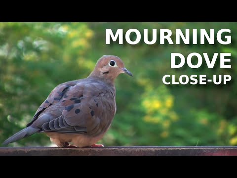 Mourning Dove - Close-up and bird call