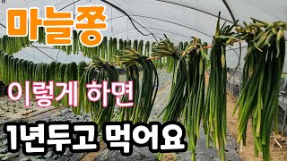 마늘쫑 보관 이렇게 하면 1년 동안 맘것 먹는다