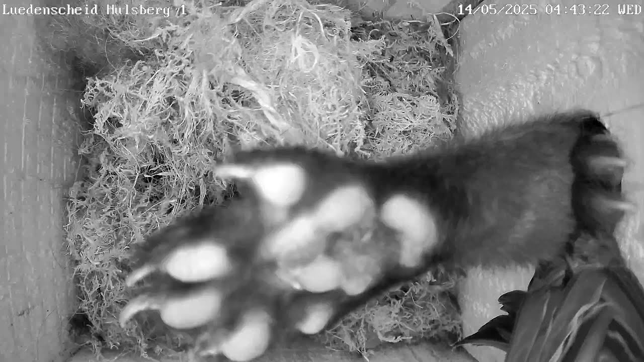 Marder versucht Nistkasten zu plündern! | 14.05.2025