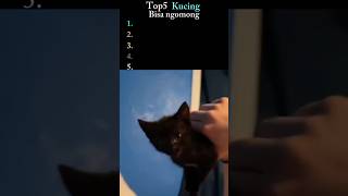 Download lagu Top 5 Talking Cats ๐ธ Part 3 has Oyen who is disturbing ๐ฑ#cats #smartcats #fyp viral #shorts mp3 Download lagu Top 5 Talking Cats ๐ธ Part 3 has Oyen who is disturbing ๐ฑ#cats #smartcats #fyp viral #shorts mp3