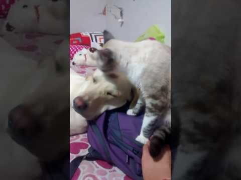 Entre perros y gatos, amor incondicional