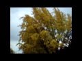 Golden Leaves from last fall 
