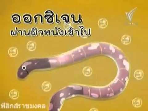 คลิกเพื่อดูคลิปวิดีโอ