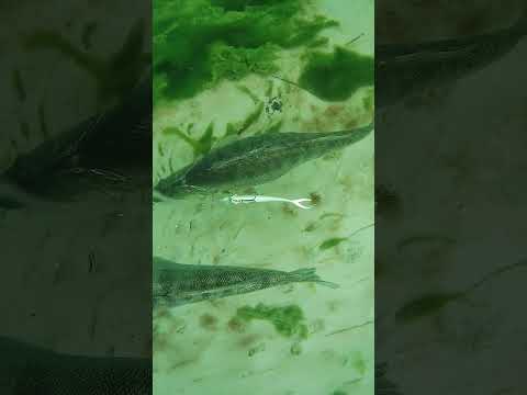 BIG zander underwater