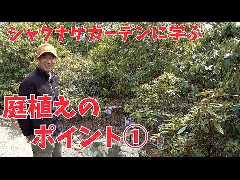 ツツジに水をやる方法は？シャクナゲの水やりにシートを貼って成功！  庭園