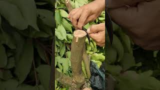 Download lagu Cara Okulasi Sambung Sisip pada tanaman jambu air berbatang besar Ep 2 mp3
