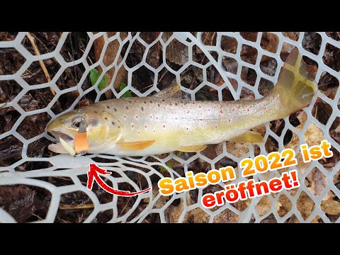Endlich Saisoneröffnung 2022 Angeln am Bach Bachforellen Äschen