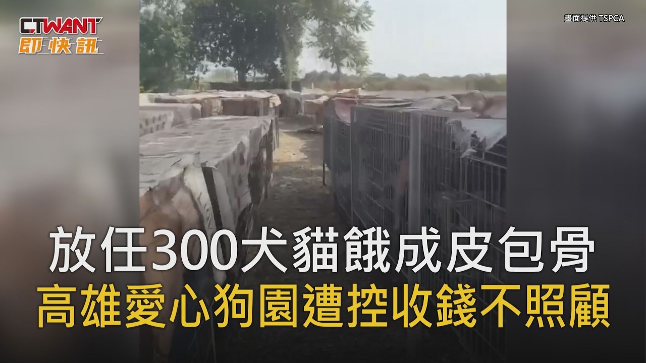 圖說-放任300犬貓餓成皮包骨　高雄愛心狗園遭控「收錢不照顧」