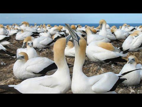 Muriwai Beach,Muriwai Gannet Colony Auckland,New Zealand,Malayalam vlog. മുറിവായ് ബീച്ച്🦢🦩🦩