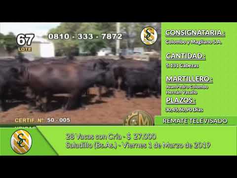 01-03-19 - Venta de Vientres - Colombo y Magliano S.A. - Saladillo