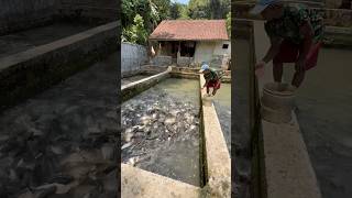 Download lagu Bapak ini sukses budidaya ikan mas didepan rumah #ikanmas #shorts mp3