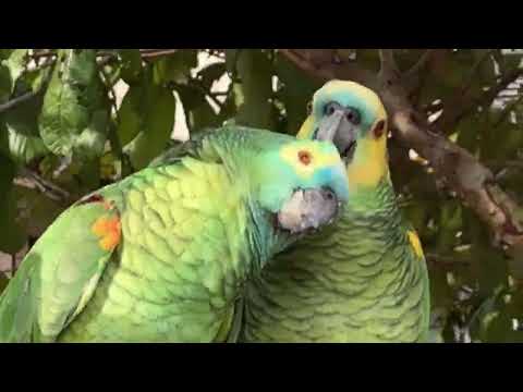 Testimonio - Himno 574