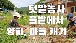 니가 농부냐. 풀천지네. 텃밭양파. 마늘 수확