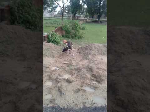 Dog life teli kos ak bar jarrr deke app haste haste pagel ho jaye ge ye video indra na