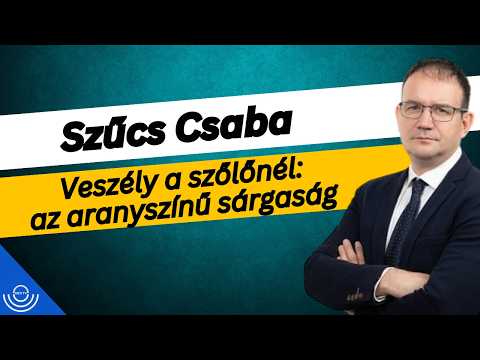 Pirkadat: Szűcs Csaba – Veszély a szőlőnél: az aranyszínű sárgaság