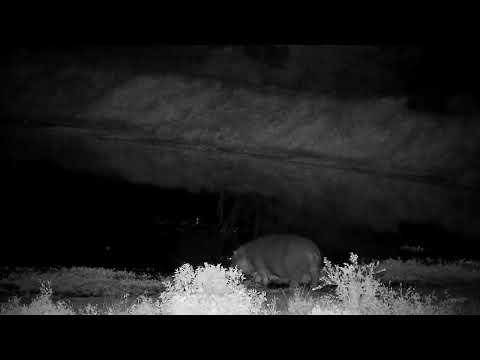 Djuma: Hippo arriving at the dam - 19:54 - 09/05/2022