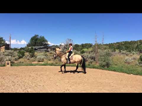 Orofino Buckskin Andalusian S/P Stallion with Classical Training