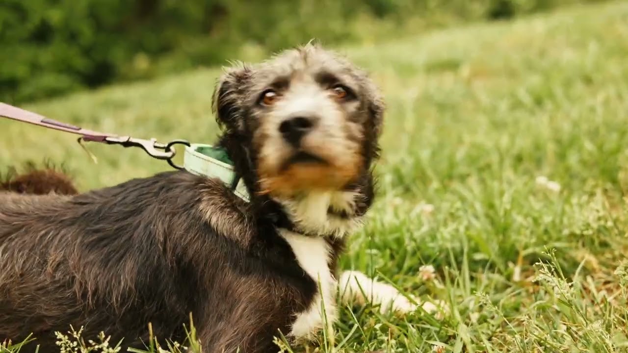 Enlarge Jacques-Transport, a Adoptable mixed breed in Wilmington, OH video 6/6