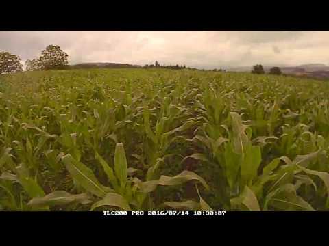 0-Sorten und Entwicklung Bio Silomais pfluglos