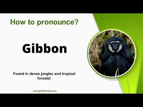 How to Pronounce Gibbon in English Correctly