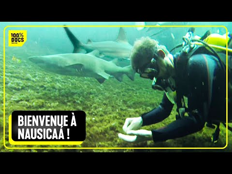 Nausicaa : les secrets de l'aquarium de Boulogne-sur-Mer