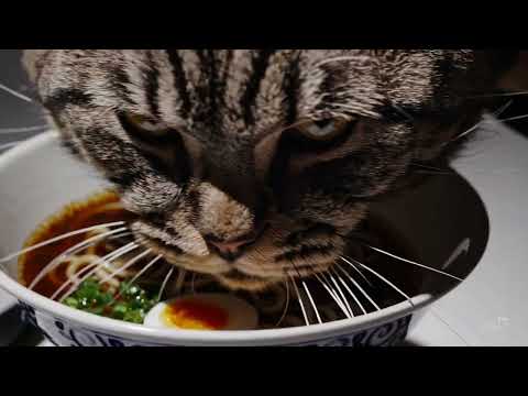 Maskuline Cat protects the ramen soup #cat #rammen #soup