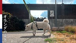 柿丸が足を痛がっていた原因| 柴犬柿丸・オランダ散歩と環境音