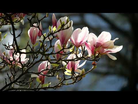 image : Samedi au jardin Palmer ( Gironde)