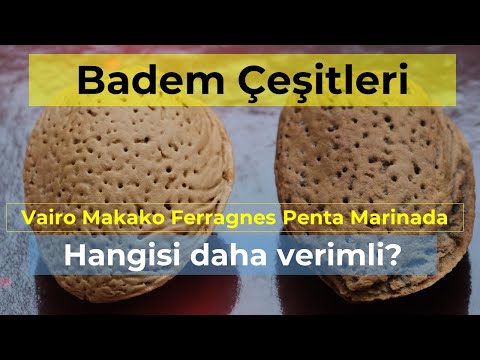 , title : 'Badem Çeşitleri- Hangisi Daha Verimli?'