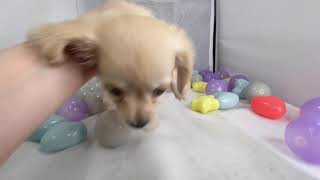 ハーフ犬の動画01