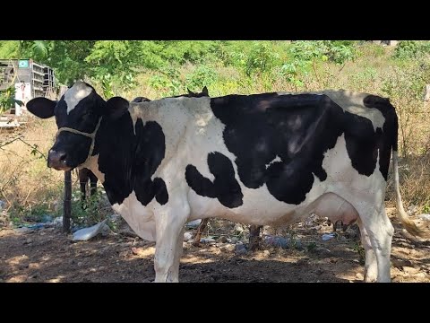 FEIRA DO GADO DE NEGRAS DISTRITO DE ITAIBA PE 02/12/2025