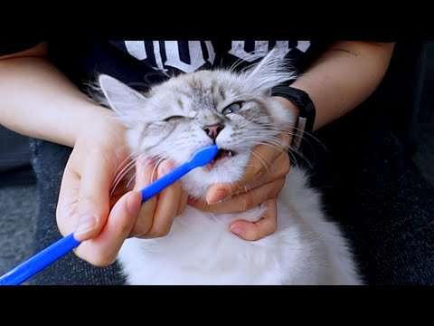 How To Brush Your Cat's Teeth Without Them Hating You After