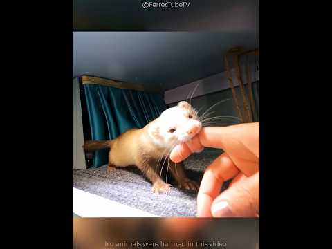 This Melted His Heart ❤️