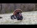 FOXPRO TURKEY CALLS For Any Turkey Hunter S Arsenal