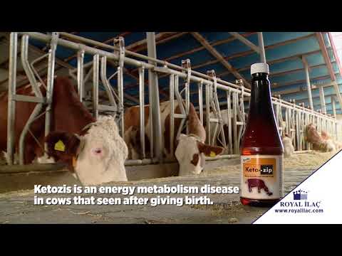 ROVITA KETOZIP: Boost your postpartum cows' energy metabolism ...