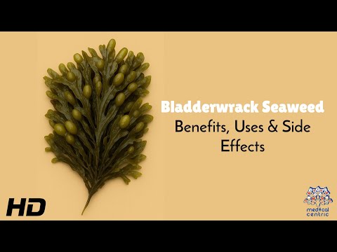 Bladderwrack Seaweed Benefits, Uses & Side Effects Explained in Detail
